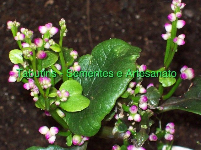 Os piores conselhos do mundo sobre alexandre pato e rebeca abravanel estão namorando 