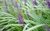 Liriope Muscari variegata envase 3 litros - comprar online