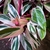 Calathea stromante tricolor Maceta N°15 - comprar online