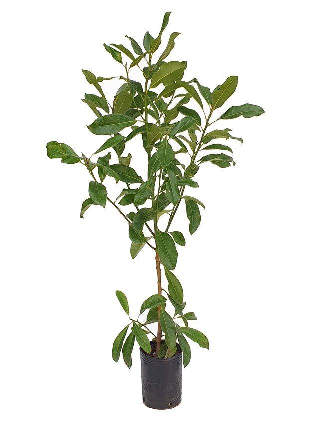 Magnolia grandiflora E04 - 003370 - Vivero Antoniucci