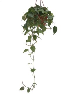 Philodendron scandens (Cordatum) B18 - 3805