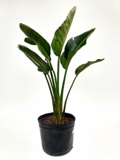 Strelitzia Nicolai E04 - Comprar en Vivero Antoniucci