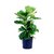 Ficus Lyrata "PANDURATA" - comprar online