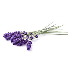 LAVANDA O ALHUCEMA X 10 GR