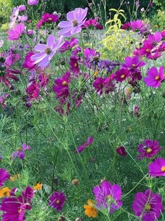 Cosmos púrpura