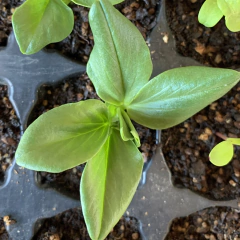 Semillas Habas Agua Dulce - SITOPIA