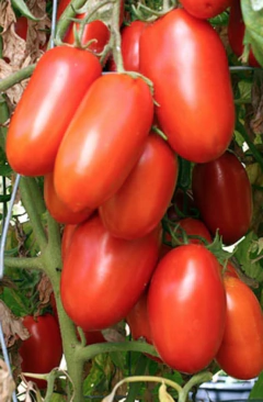 Semillas de Tomate Perita - SITOPIA