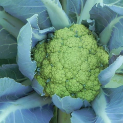 Semillas Coliflor Vita Verde en internet