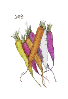 Semillas de Zanahorias de colores mix