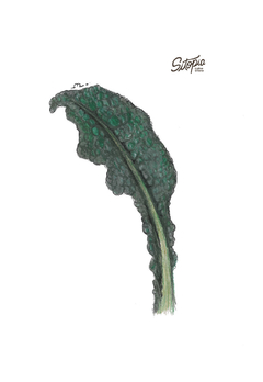 Semillas de Kale Lacinato/Toscano