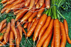 Semillas de Zanahoria Criolla en internet