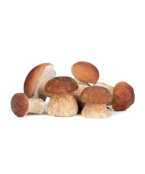 Cogumelo Shitake (1 band com 200gr aprox) – Verdurix