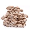 Cogumelos Hiratake Branco (bandeja)