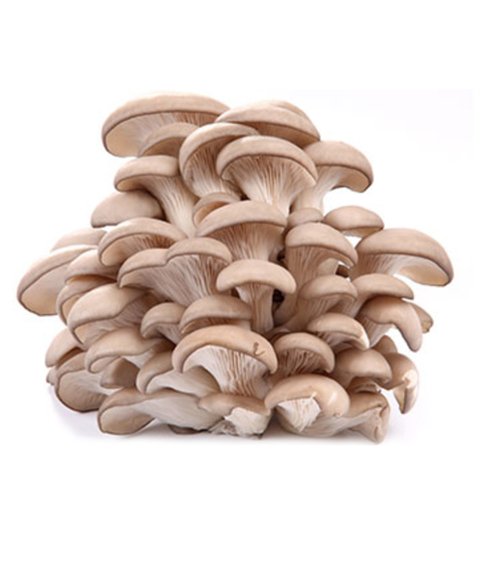 Cogumelos Shitake (bandeja) - Comprar em Agrobonfim