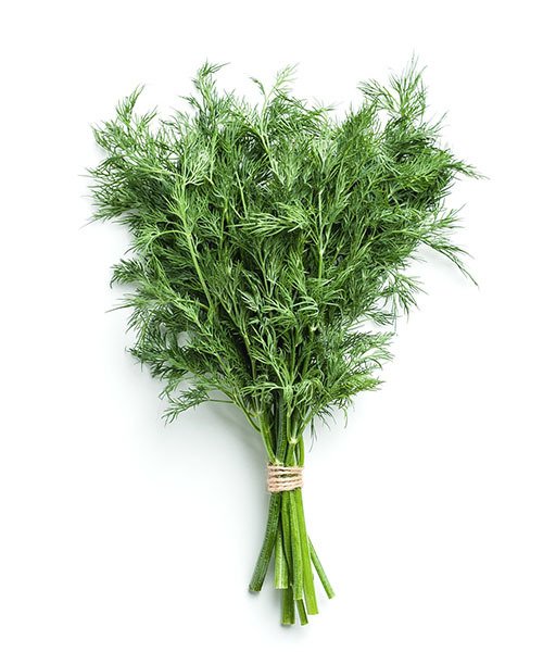 Dill (endro) Comprar em Agrobonfim