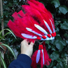 Cacique Millonaria Roja