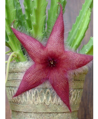 Cactus Stapelia / Flor estrella - El Jardin de Rocco