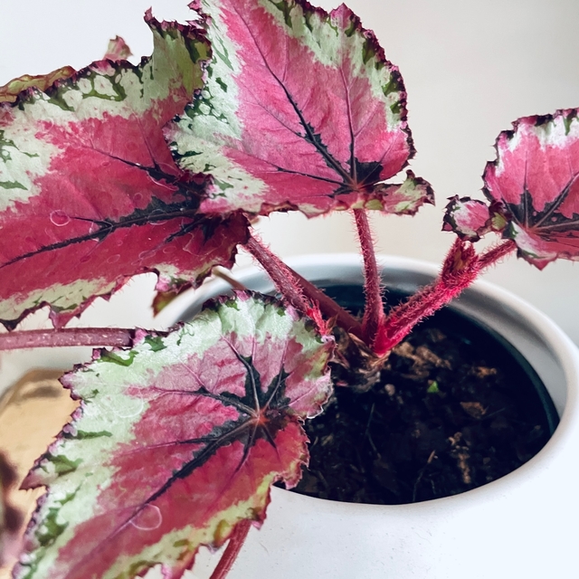 Begonia - Comprar en El Jardin de Rocco