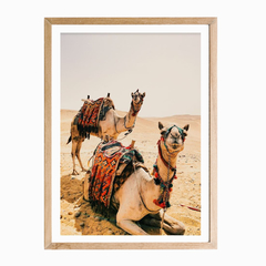 Camello Moroccan