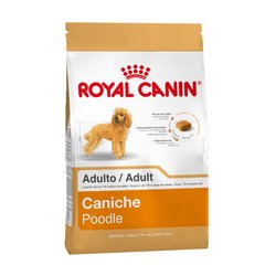 RY CANICHE POODLE ADULTO