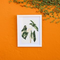 SYNGONIUM VARIEGATA - Print botânico Isabela Quintes - comprar online