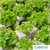 Espuma para Hidroponia Grower 2,0 x 2,0 x 3,0 cm - comprar online