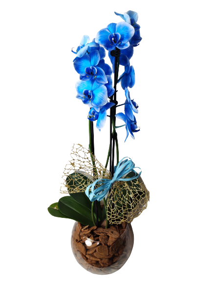 Mundo Azul II (Orquídea Phalaenopsis Azul)