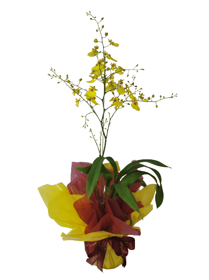 Orquídea Chuva de Ouro (Oncidium) - Bibi Flores