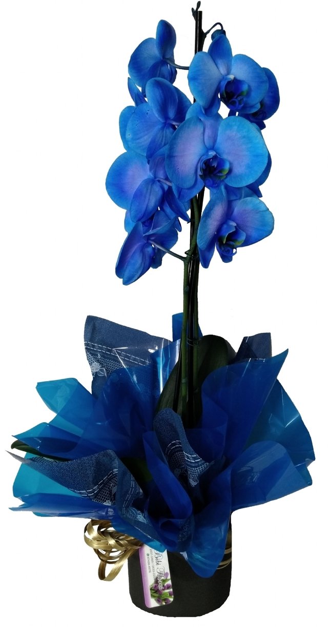 Mundo Azul (Orquídea Phalaenopsis Azul) - Bibi Flores