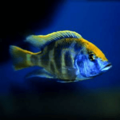 nymbochromis venustus 8cm