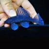 Baryancistrus beggini L239