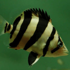 datnoides microlepis 7 cm