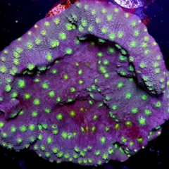 Echinophyllia lamellosa 10cm