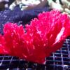 Halichondria sp