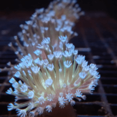 Sarcophyton frag 5x5 (coral blando)