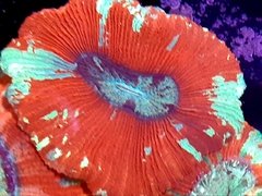 trachyphyllia-geofroshi4 LPS - comprar online