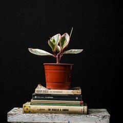 Peperomia Clusiifolia Tricolor - comprar online