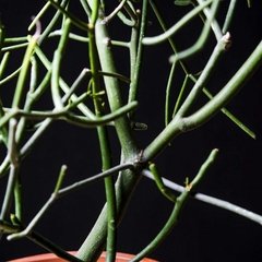 JUMBO Euphorbia tirucalli - Plantas Kolog