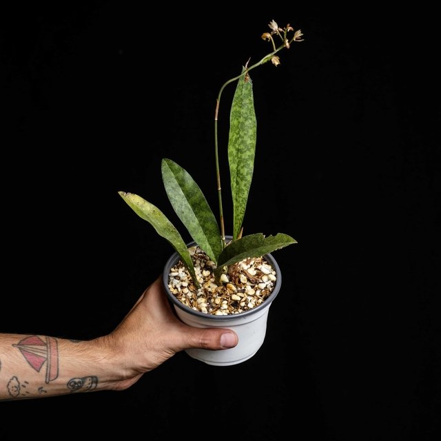 Oeceoclades maculata simple - Comprar en Plantas Kolog
