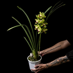 Orquídea Cymbidium flor Verdosa - comprar online