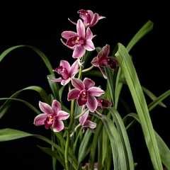 Orquídea Cymbidium flor Rojiza - comprar online