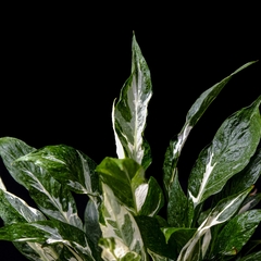 Spathiphyllum sp. variegatum - Ejemplar 1 - comprar online
