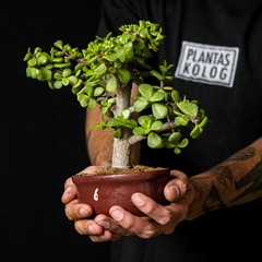Bonsai Portulacaria afra - comprar online