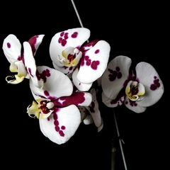 Orquídea Phalaenopsis XL - Flor Blanca y Violeta