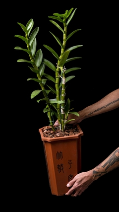 Dendrobium nobile - Flor Lila Centro oscuro XL en internet