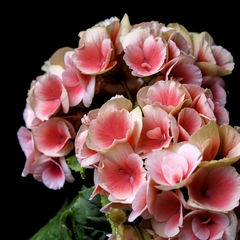 Begonia Elatior Rosada - Begonia x hiemalis