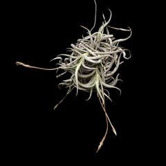 Tillandsia retorta large form - comprar online