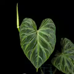 Philodendron verrucosum Semi-Hydro VIP - Gris - comprar online