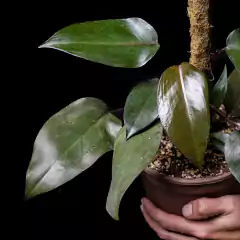 Philodendron cf. "Royal Queen" c/ Tutor