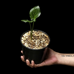 Arum italicum - comprar online